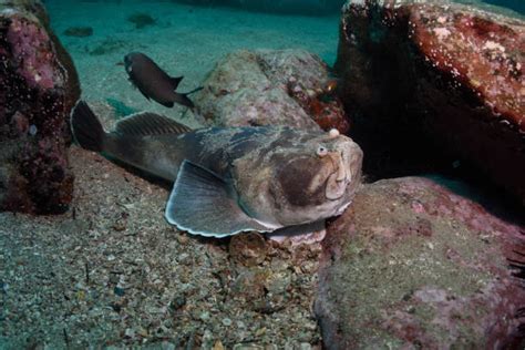 Stargazer Fish Stock Photos, Pictures & Royalty-Free Images - iStock