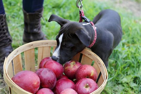 20 Pick Your Own Apple Orchards Near Cleveland To Check Out This Fall