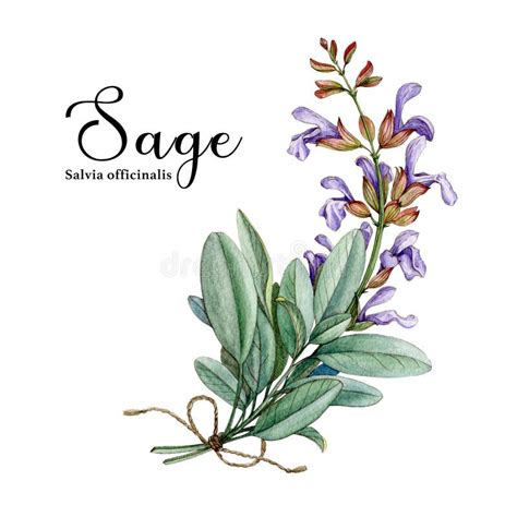 Sage Herb Watercolor Illustration Hand Drawn Salvia Plant Realistic