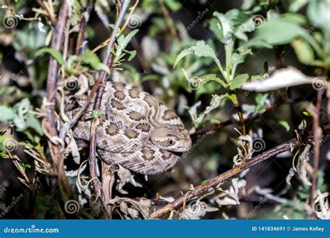 Mojave Rattlesnake in Arizona Desert - Deadly Bite, Lethal Venom Stock Image - Image of closeup ...