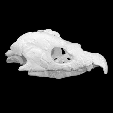 3D Printable Archelon skull by IPCH Digitization Lab