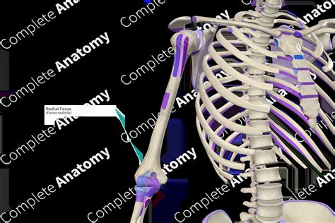 Radial Fossa | Complete Anatomy