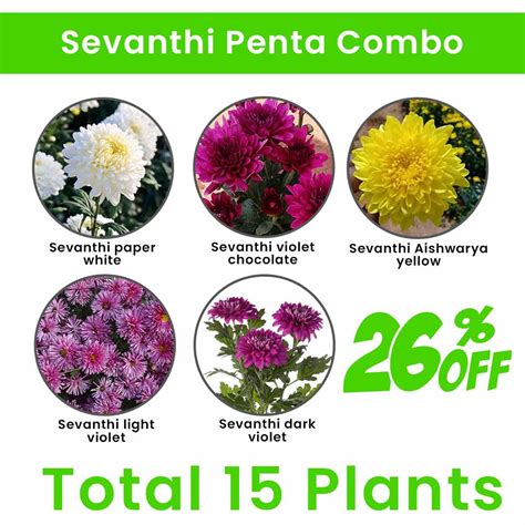 Sevanthi Penta combo - Santhi Online Plants Nursery