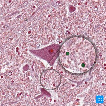 Células gliales: Histología y correlaciones clínicas | Kenhub