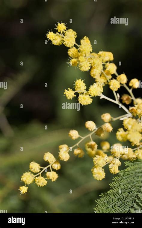 Wattle Tree Hi Res Stock Photography And Images Alamy