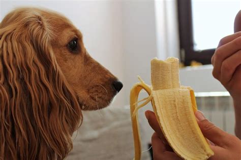 D Efen Hunde Bananen Essen Meinhaustier Hund Banane Bananen