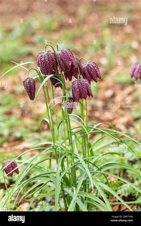 Close Up Of Snake S Head Fritillary Fritillaria Meleagris Flowering