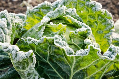 Protéger vos plantes du froid Conseils pour un jardin florissant en hiver