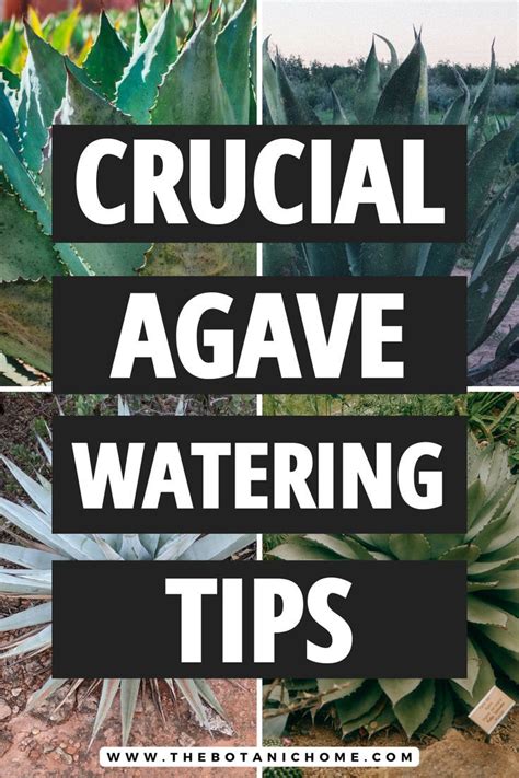 Agave Plant Care Guide. How to Water Agave Types of Succulents. Tropical Plants Aesthetic Care ...