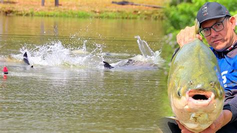 Muita A O Peixe Grande E Pancadaria Na Superf Cie Um Dos Melhores