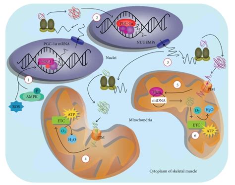 PGC 1α induces expression of nuclear and mitochondrial genes required