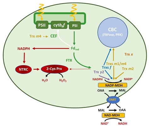 Antioxidants Free Full Text The Functional Relationship Between