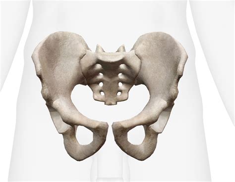 Osteology Diagram Quizlet