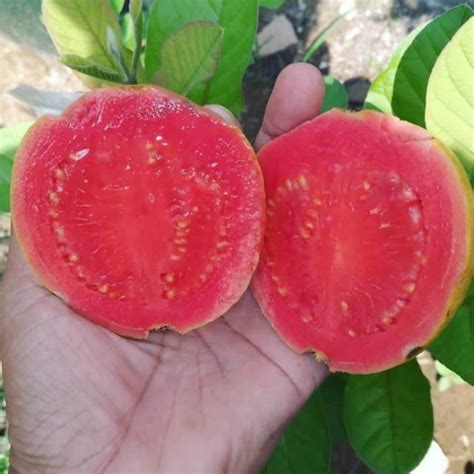 Jual Jambu Biji Merah Segar Kg Jambu Biji Merah Jogjakarta Jambu