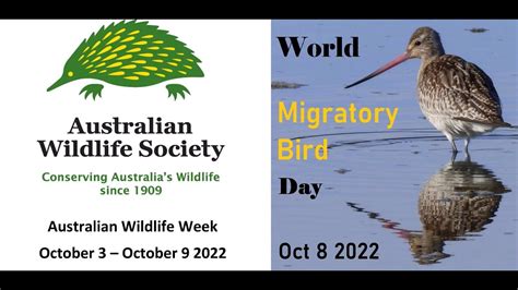 Australian Wildlife Week 2022 Eastern Curlew Numenius