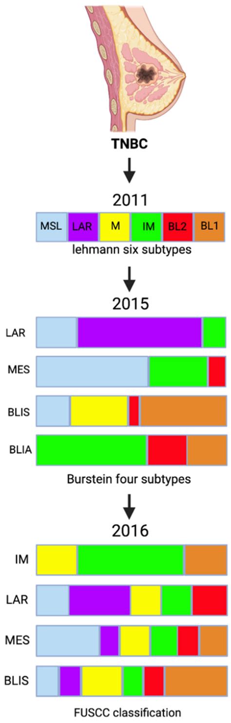 Triple Negative Breast Cancer Molecular Subtyping Encyclopedia Mdpi