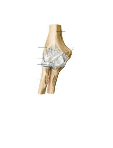 Elbow joint + ligaments Diagram | Quizlet