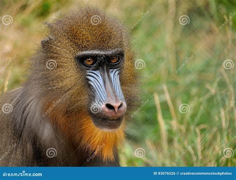 Mandrill Monkey Picture. Image: 83076526