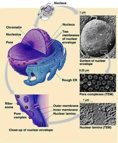 Nucleus Ultra Structure ~ Biology Exams 4 U