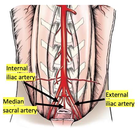 Anatomy Lab I Blood Vessels And Nerve Of The Hindlimb Flashcards Quizlet