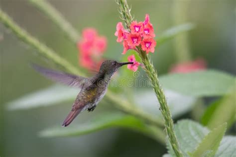 Violetear Espumante Verde E Azul Beija Flor Voando Ao Lado De Uma Bela