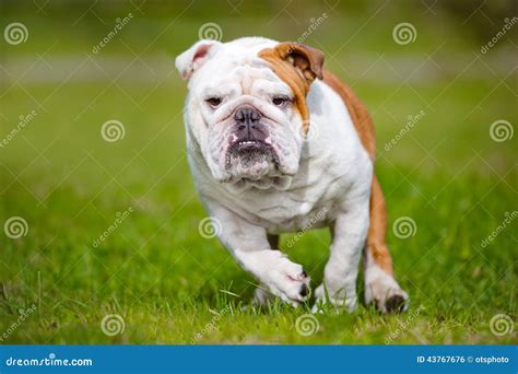 Happy English Bulldog Running Outdoors Stock Photo Image Of White