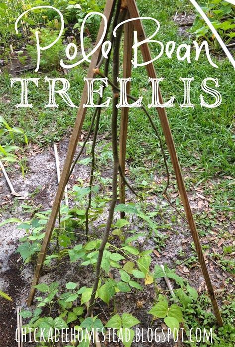 Diy Bean Trellis Ideas Early Summer Garden Tour Sustainable Diet