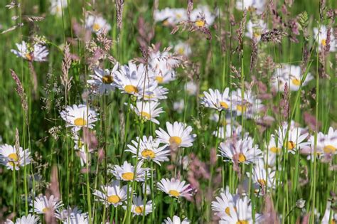 Guía Breve Para Entender Los Nombres Científicos De Las Plantas Fede Ferrer ~ Tfk