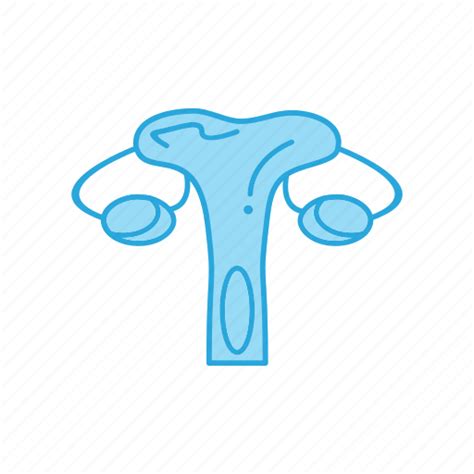 Female Reproductive System Human Reproductive System Human Body Png