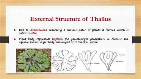 riccia thallus structure  reproduction pptx