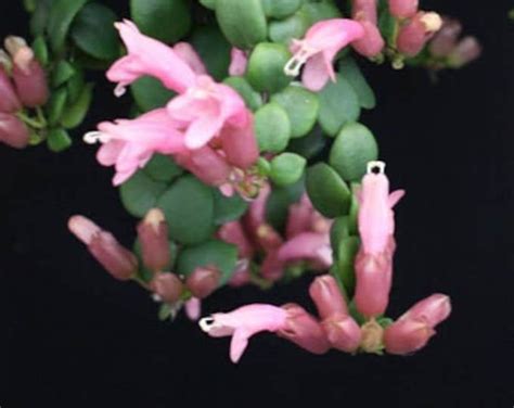 Very Rare Pink Lipstick Plant Aeschynanthus Radicans Thai Pink