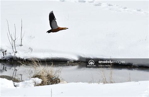 Buzlar Z L Nce G Men Ku Lar Kars A D Nmeye Ba Lad Anadolu Ajans