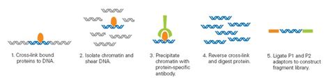 Chromatin Immunoprecipitation Sequencing Chip Seq On The 5500xl