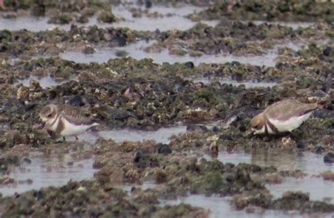 Two Banded Plover From Deseado Santa Cruz Argentina On January