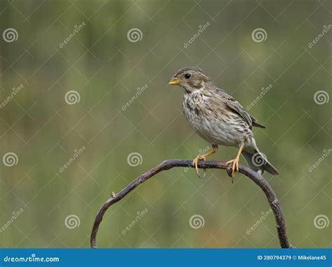 Corn Bunting Emberiza Calandra Stock Image Image Of Single Wildlife