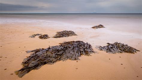 Do They Sell Seaweed At Walmart - Seaspongebelow.com