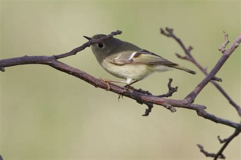 Ruby Crowned Kinglet Female Chicago Botanic Garden Glen Flickr