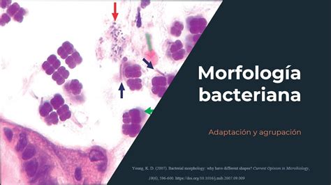 Morfología Bacteriana Adaptación Bacteriana Microbiología Youtube