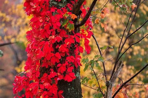 Red Fall Color Shenandoah Natl Park Fine Art Print | Photos by Joseph C ...