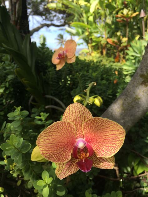 Pin by Michael Mohr on Oahu Home Garden Orchids | Orchids, Garden, Plants