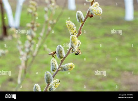 Pussy Willow With Bees In Spring Stock Photo Alamy