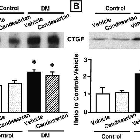 Representative Western Blot Analysis Of CTGF Protein Expression In