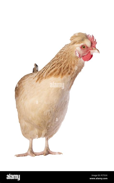 Austrian Sulmtaler Hen Chicken Front View Isolated On White Background