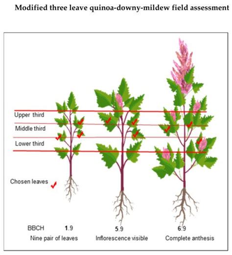 Chenopodium Quinoa Willd Diseases Encyclopedia Mdpi