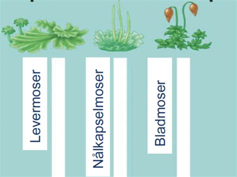 Landplantenes Evolusjon Og Systematikk Flashcards Quizlet