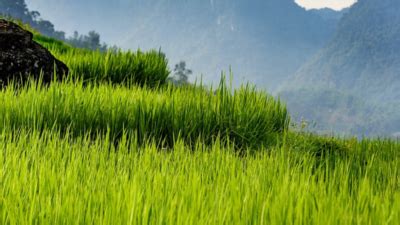 12 Bijnor villages selected for UP govt's plan to promote agro-tourism ...