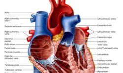 endocardium Interior Of The Heart Diagram is the simple squamous endothelium layer that lines ...