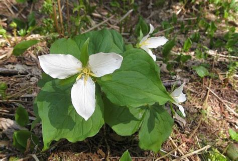 Maine Wildflowers Your Source For Identifying Wildflowers In Maine