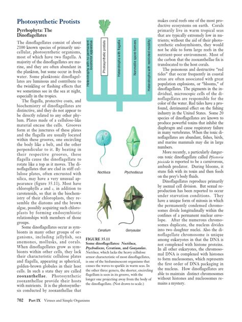 Photosynthetic Protists | PDF | Algae | Eukaryotes