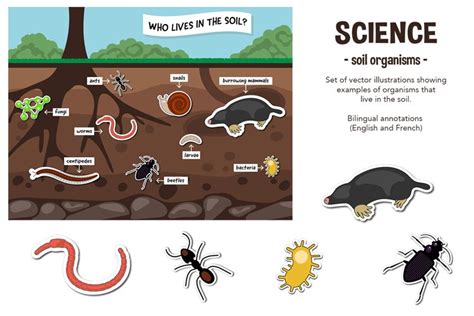 Soil Organisms Vector and PNG Illustrations